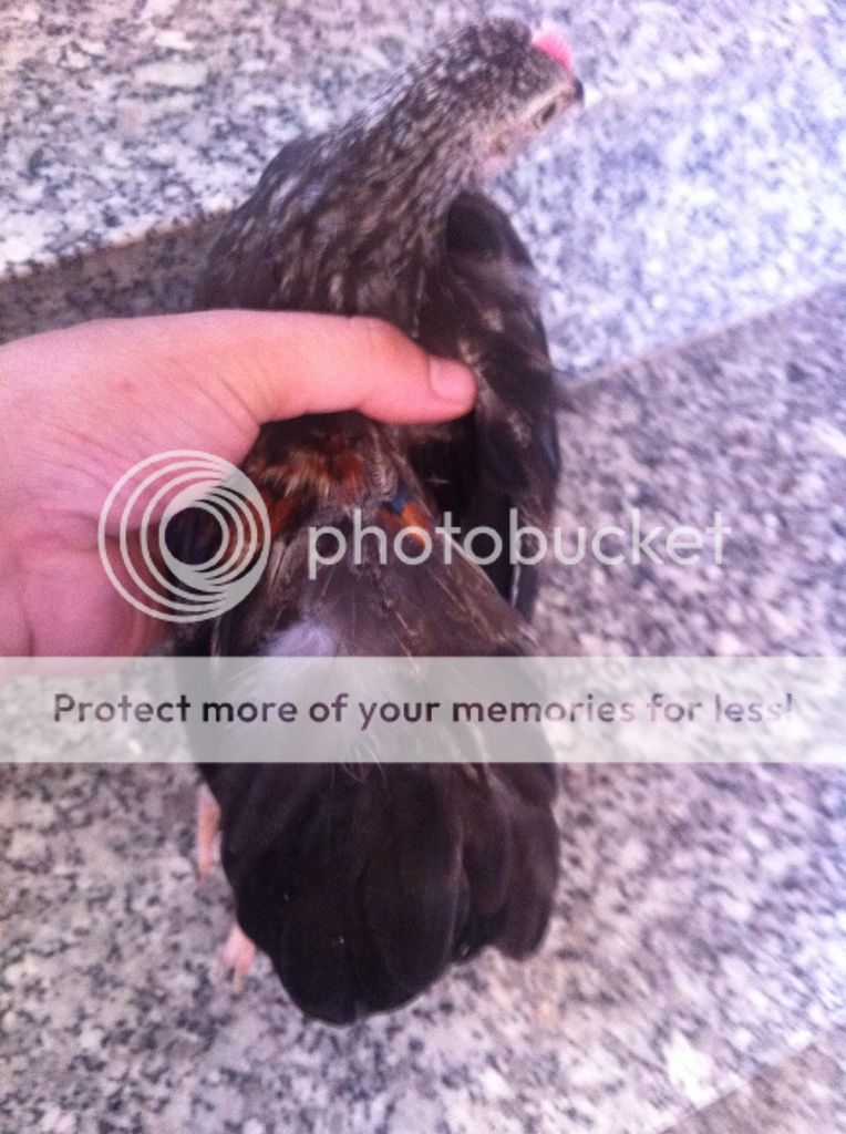 OHIKI CHUỐI TRẮNG 3th! - 1