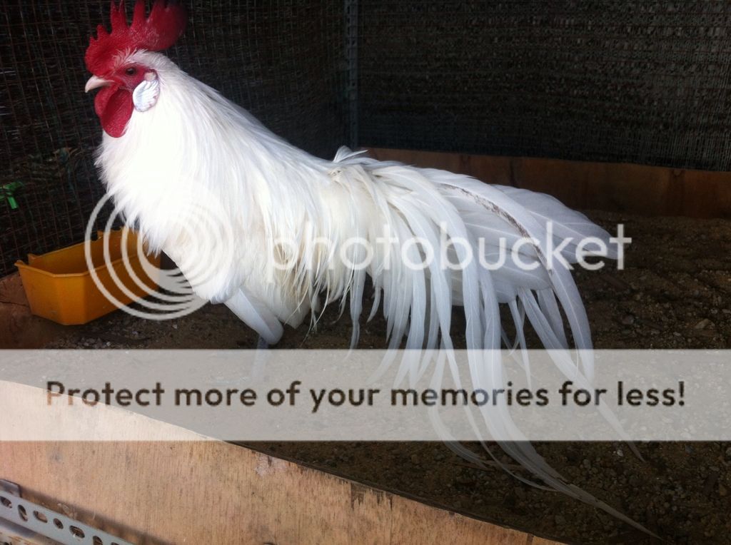 BÁN PHOENIX NHẠN 6th! - 1