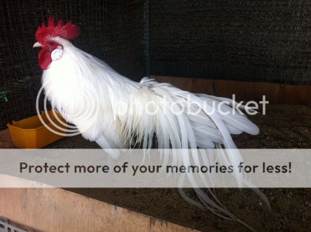 BÁN PHOENIX NHẠN 6th!