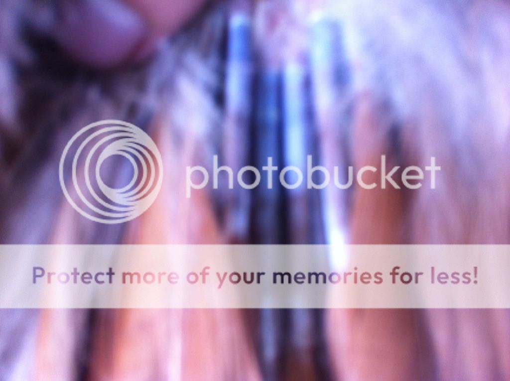 Bán gà tân châu khét sữa truchs râu! - 1