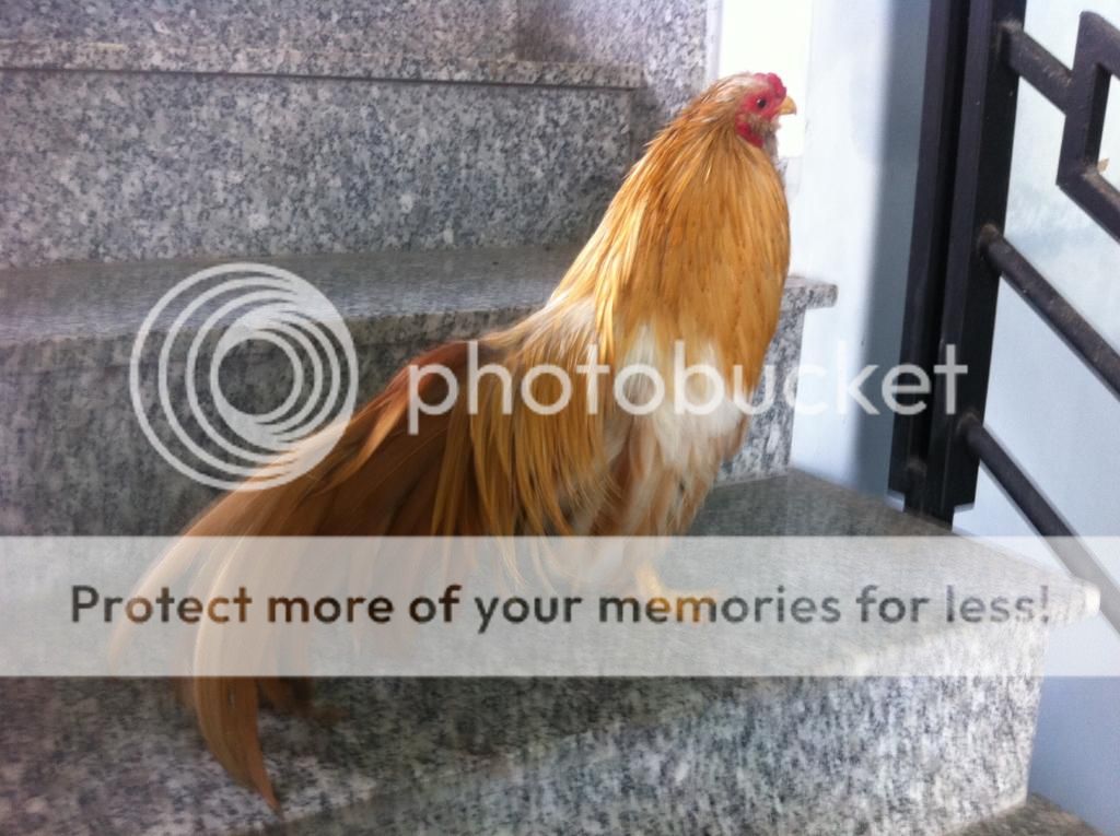 Bán gà tân châu khét sữa truchs râu!