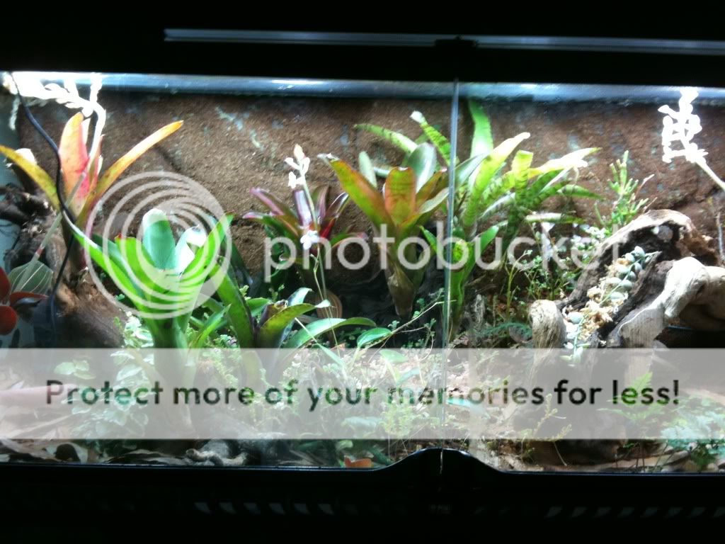 Large exoterra 36x18x18 for VA pickup Dendroboard