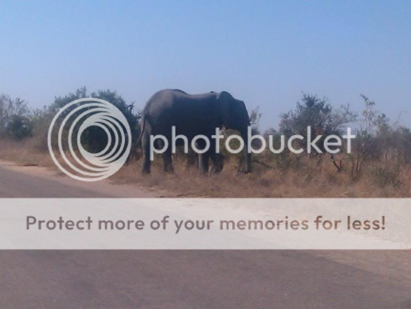 photo elephant_zps417e411f.jpg