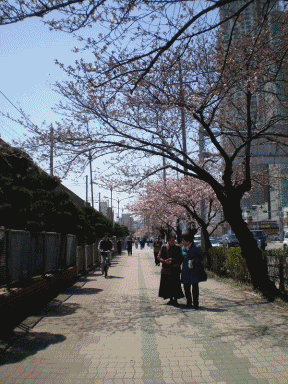 spring at korea