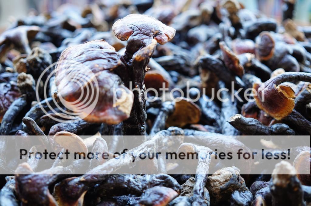 NẤM LIM XANH- chữa ung thư gan đặc biệt hiệu quả - 1