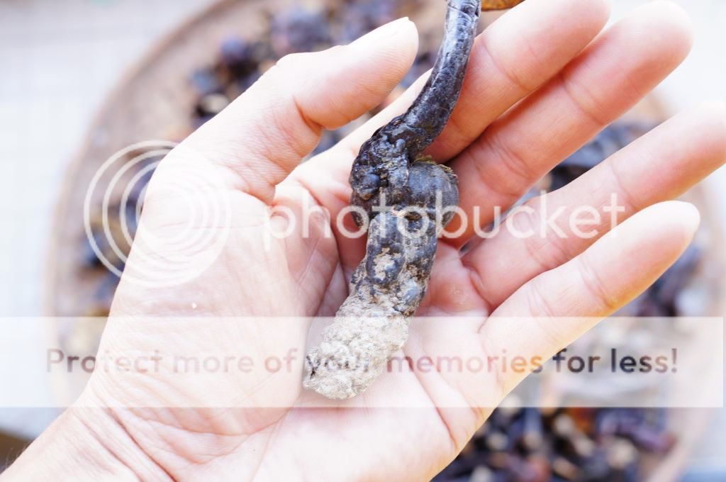 NẤM LIM XANH- chữa ung thư gan đặc biệt hiệu quả - 5