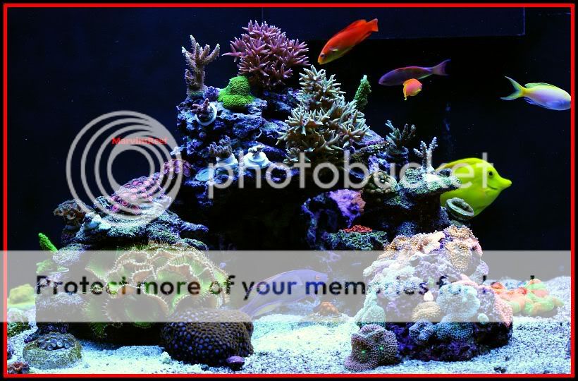 01 08 2011 LeftIsland - MarvinsReef 110g Clownfish & Anemone Tank