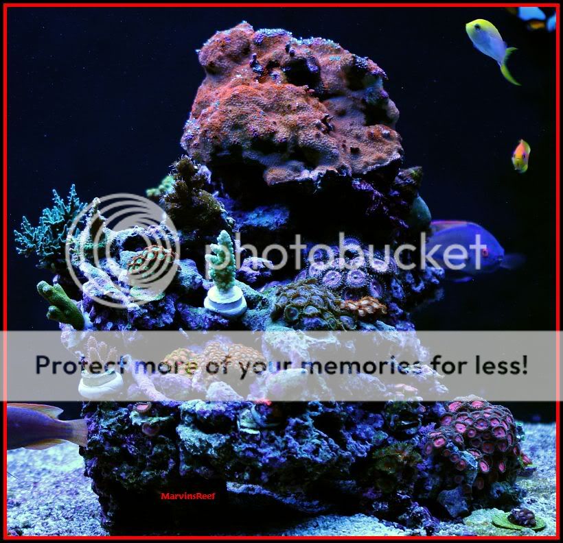 01 08 2011 RightIsland - MarvinsReef 110g Clownfish & Anemone Tank