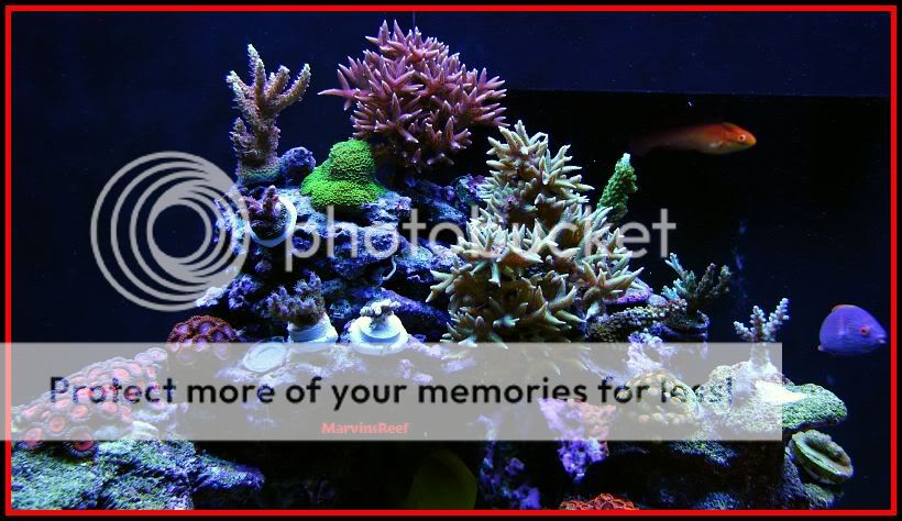 01 08 2011 SPSLeft1 - MarvinsReef 110g Clownfish & Anemone Tank