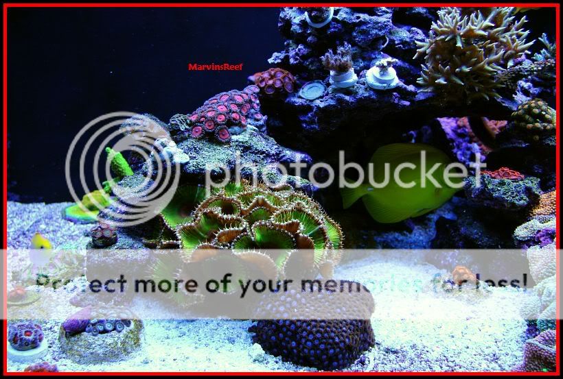 01 08 2011 SPSLeft2 - MarvinsReef 110g Clownfish & Anemone Tank