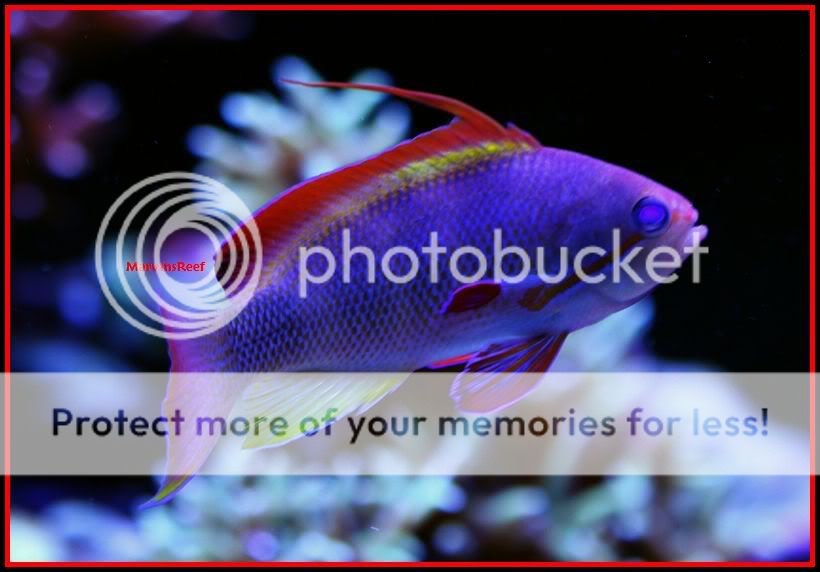 12 28 2010MaleLyretail2 - MarvinsReef 110g Clownfish & Anemone Tank