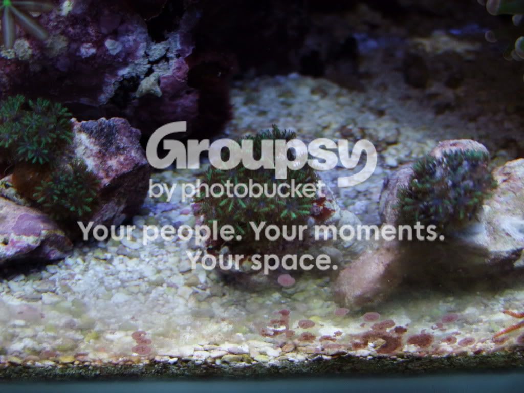  photo bluepolyp2.jpg