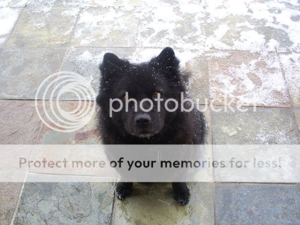 Amy, our big, beautiful black dog, in the snow