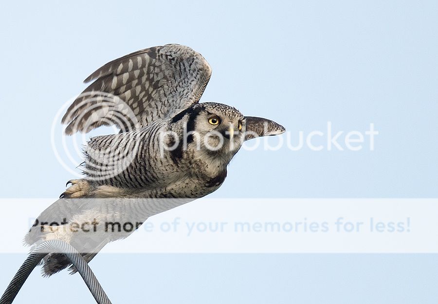 Fotografie
