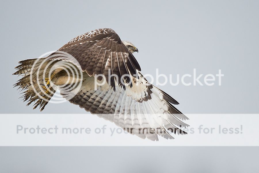 Fotografie
