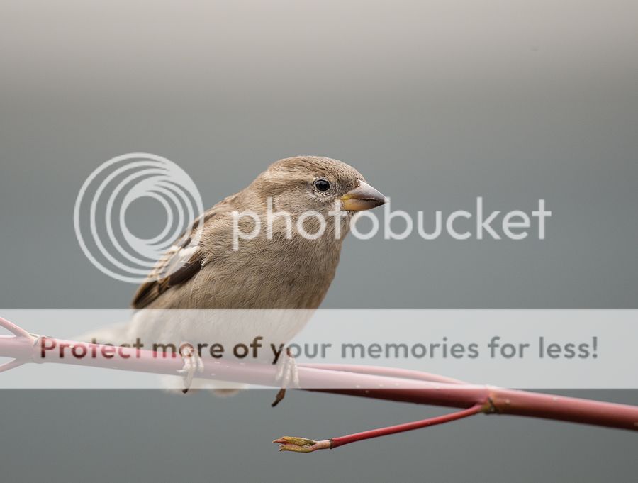 Fotografie