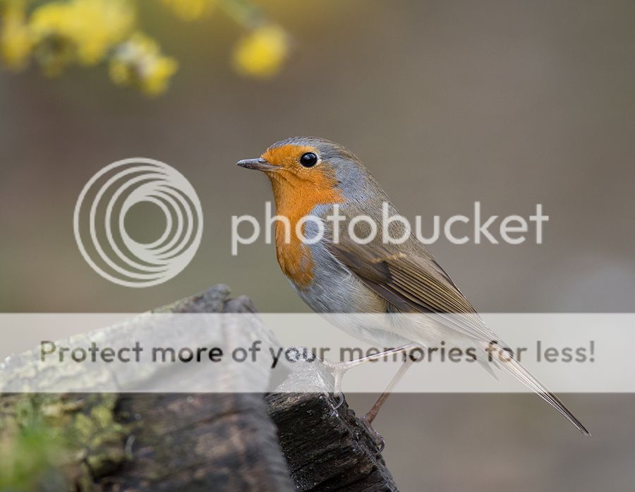 Fotografie