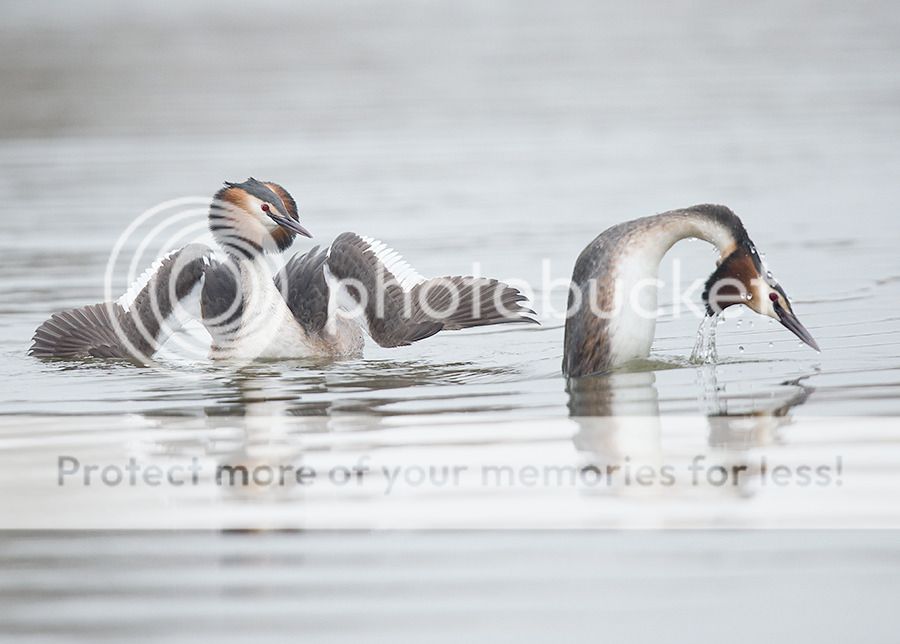 Fotografie