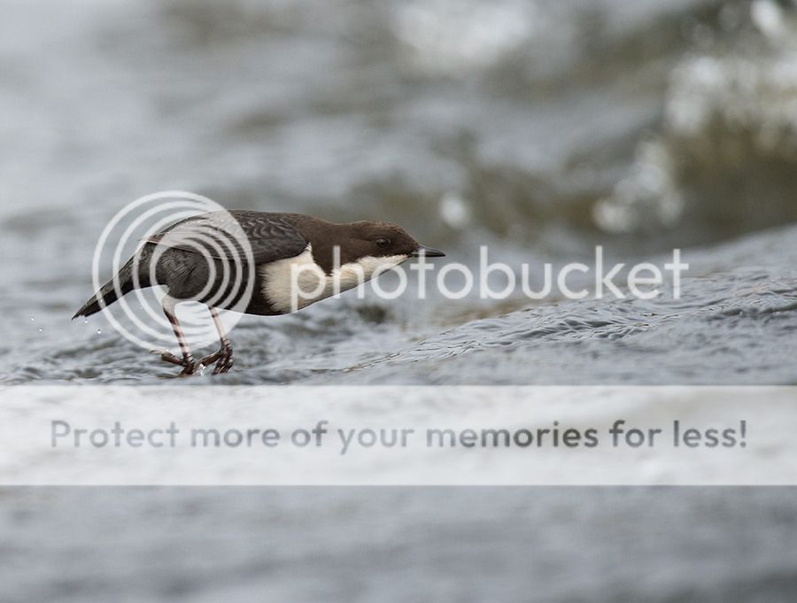 Fotografie