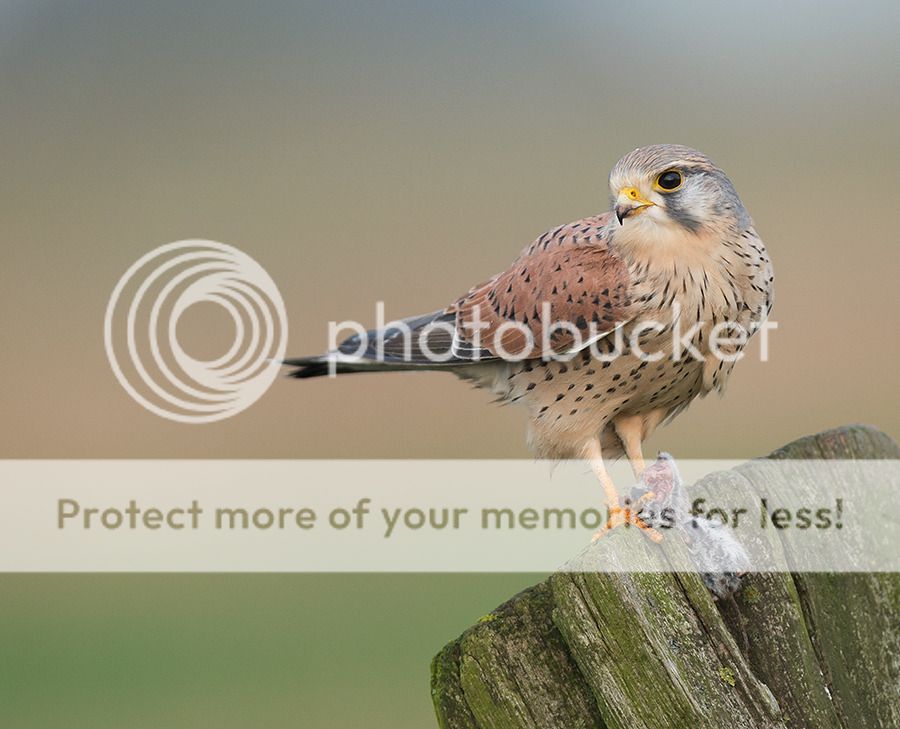 Fotografie