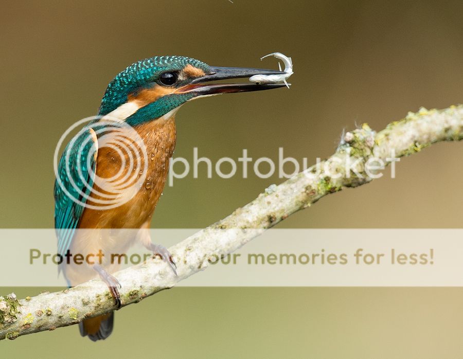 Fotografie