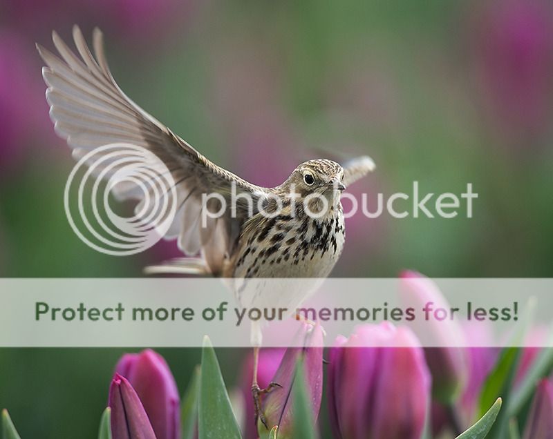 Fotografie