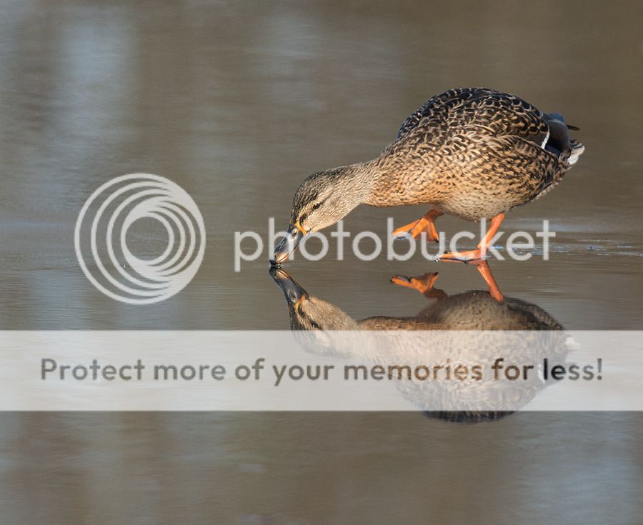 Fotografie