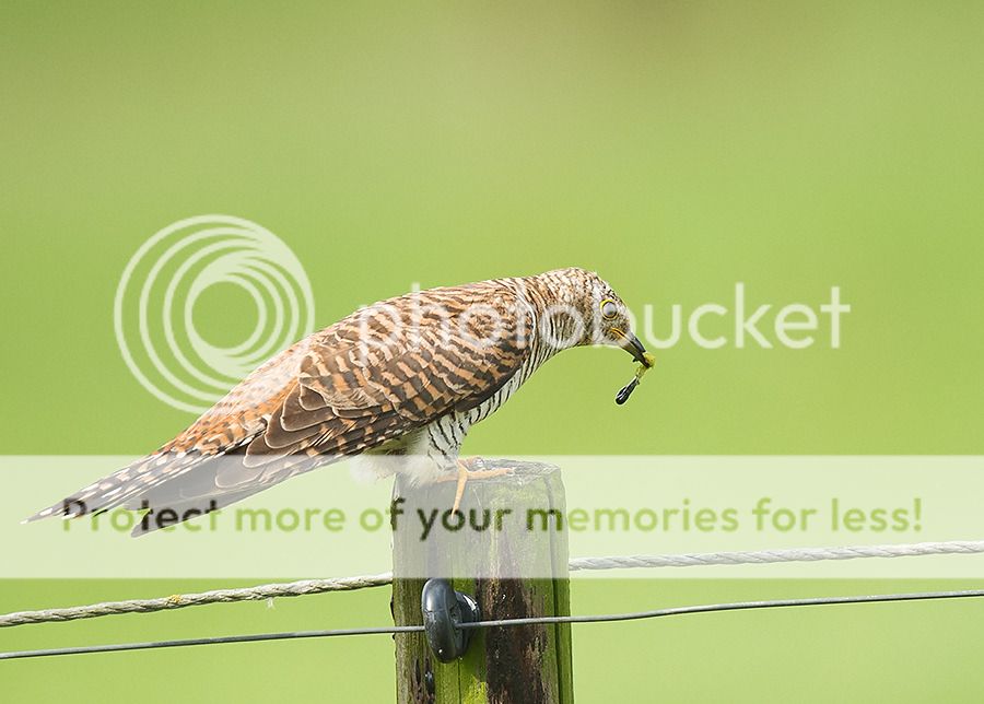 Fotografie