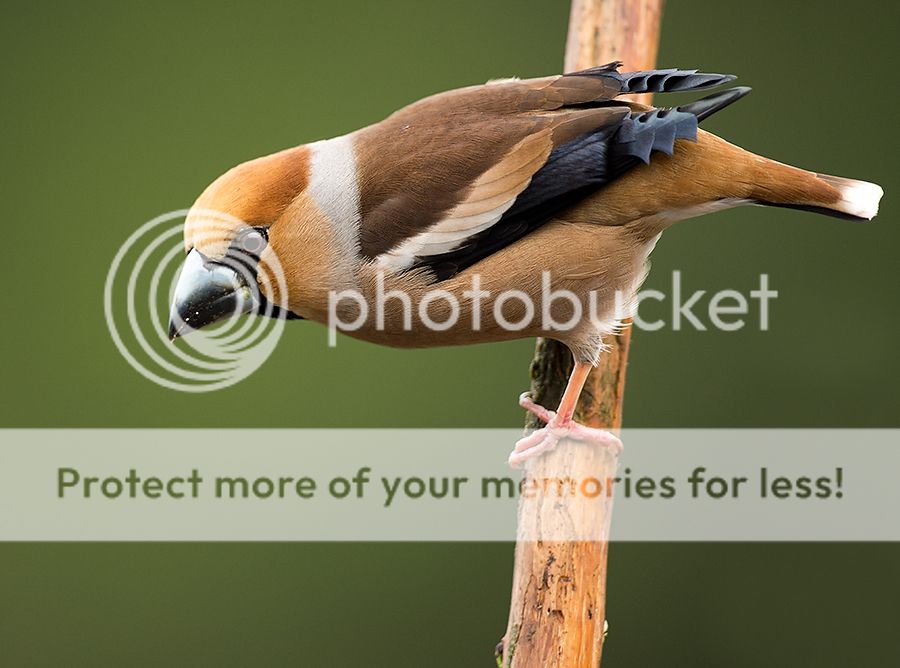 Fotografie