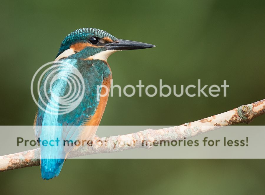 Fotografie