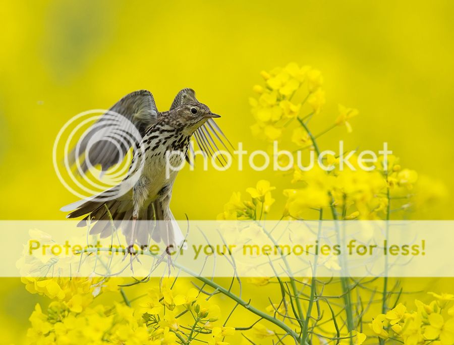 Fotografie