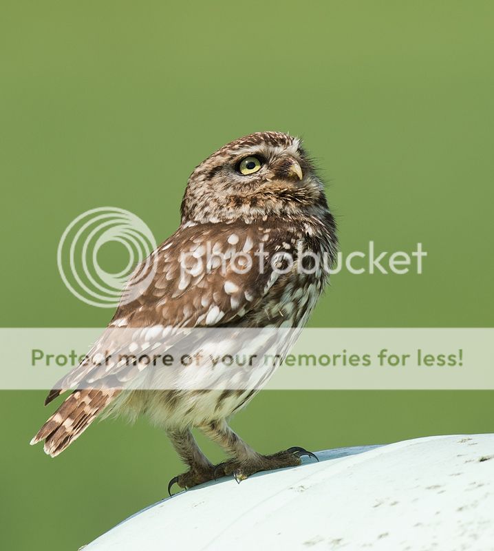 Fotografie