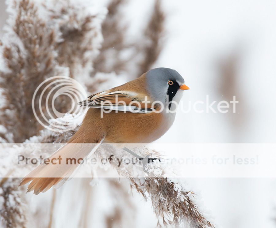 Fotografie