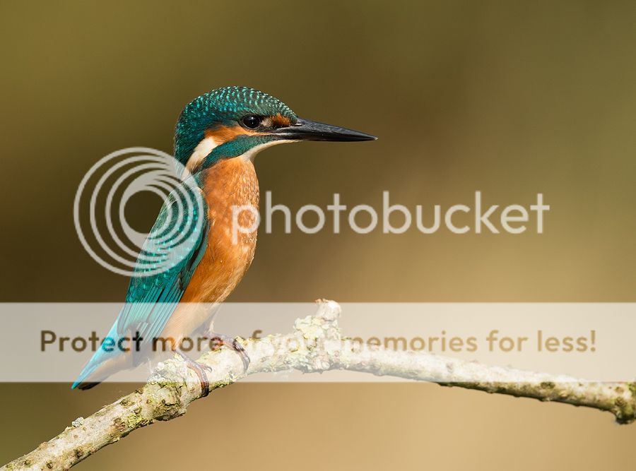 Fotografie