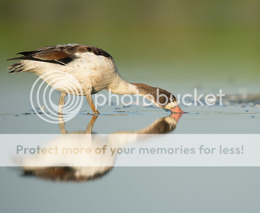 Fotografie