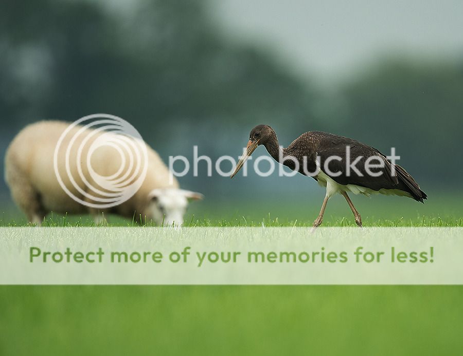 Fotografie