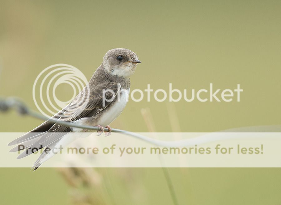 Fotografie