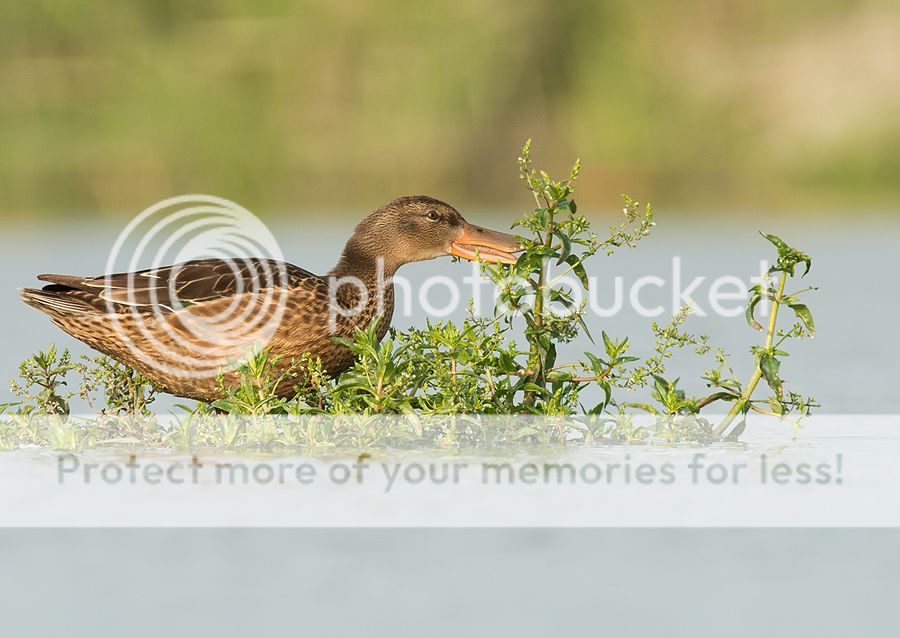 Fotografie