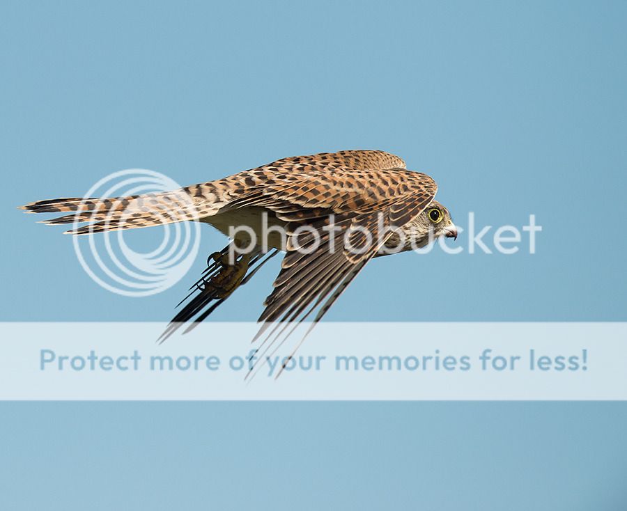 Fotografie