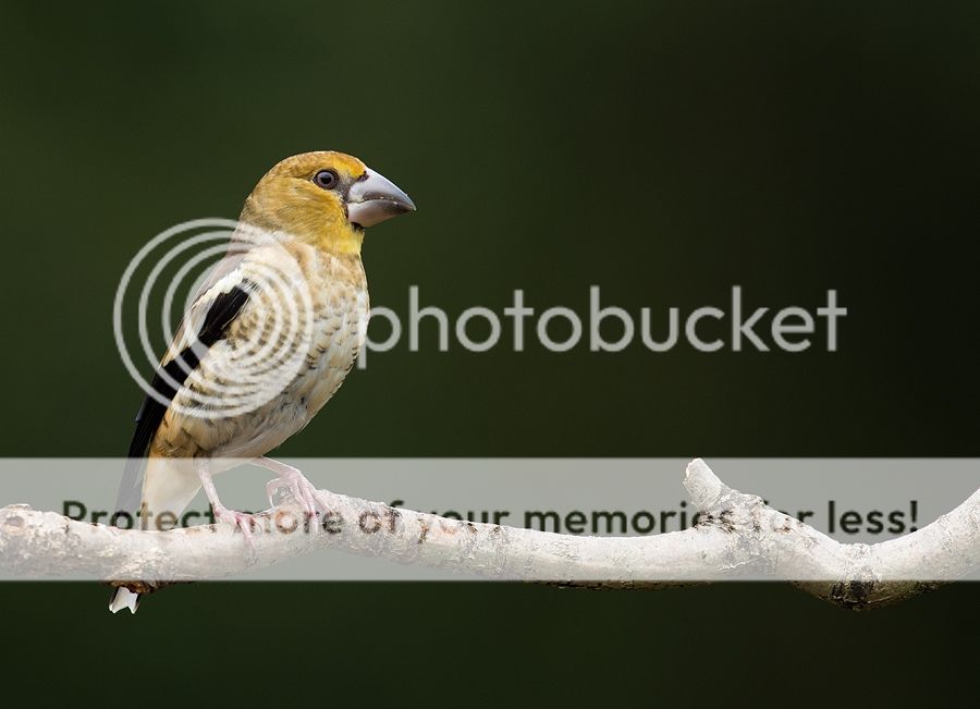 Fotografie
