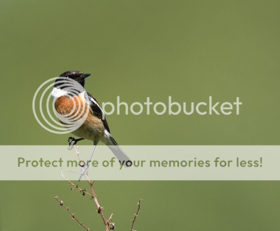 Fotografie