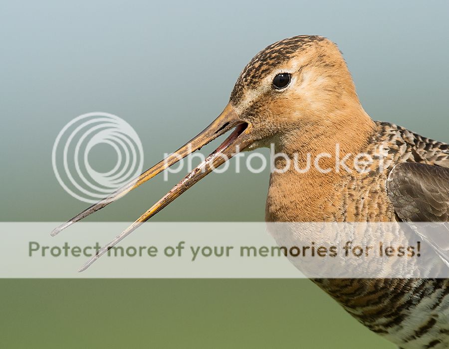 Fotografie