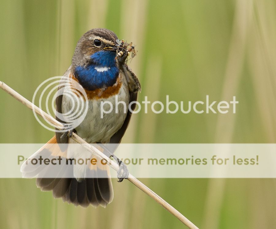 Fotografie