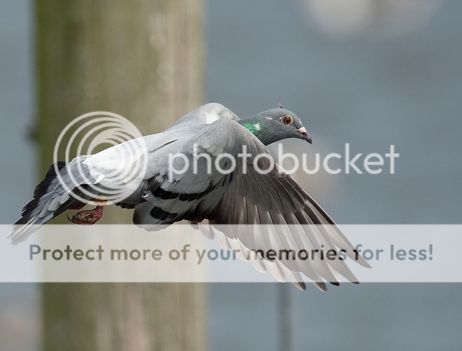 Fotografie