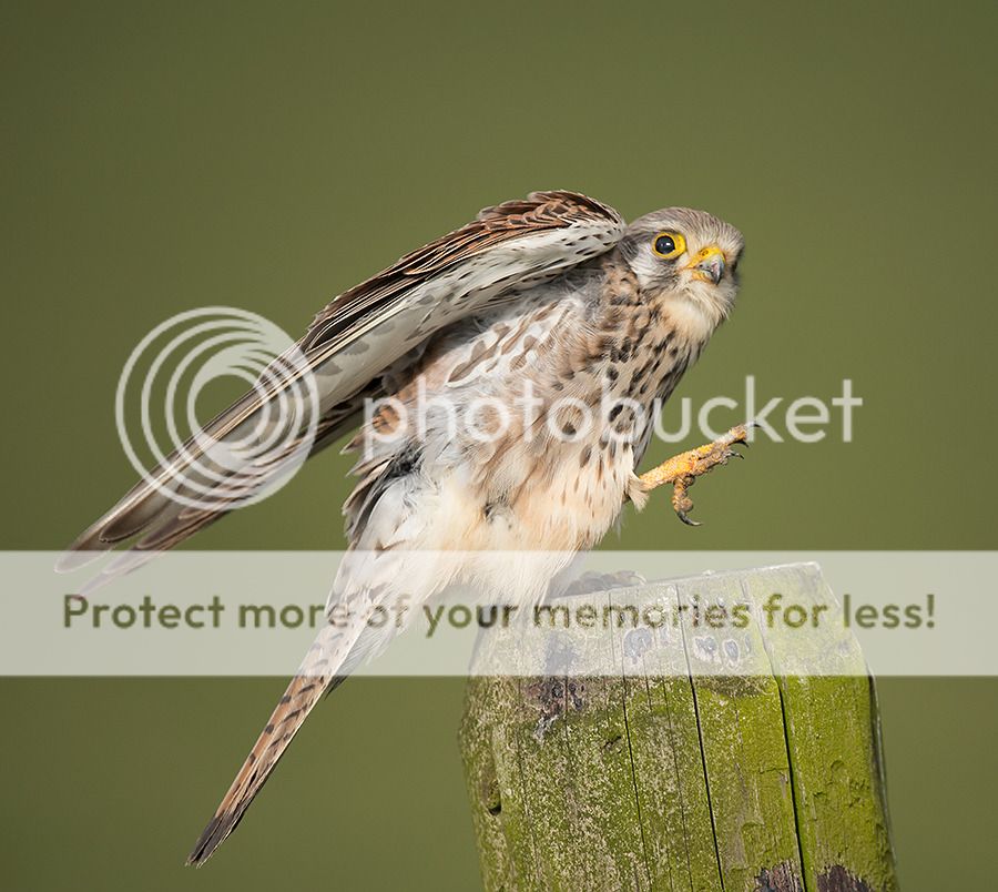 Fotografie