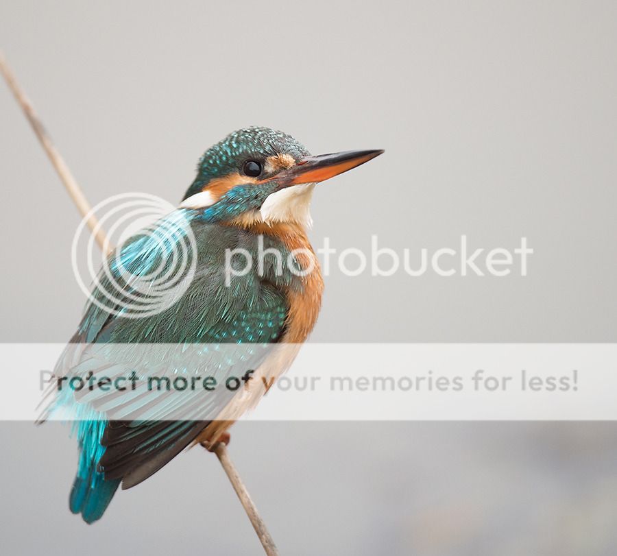 Fotografie