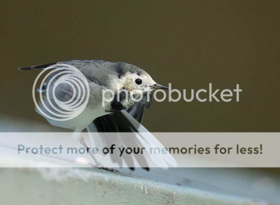 Fotografie