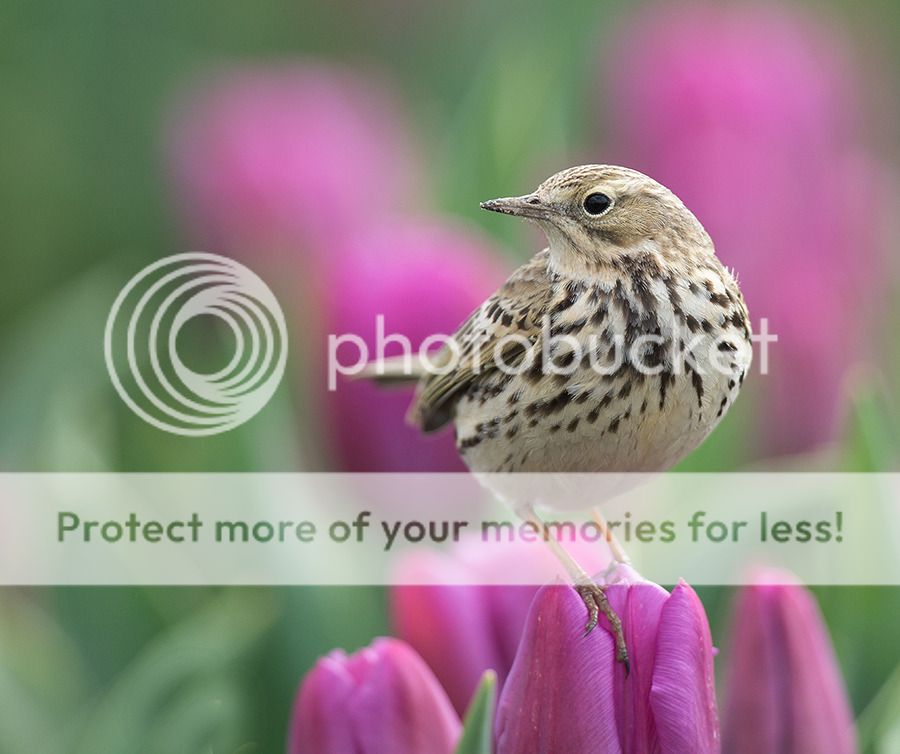 Fotografie