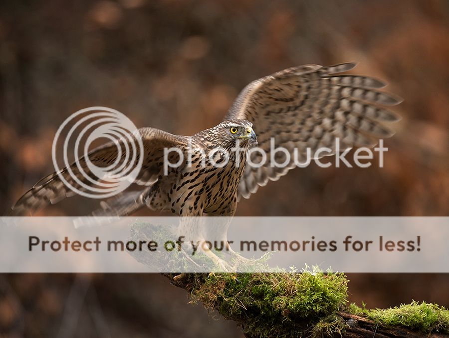 Fotografie