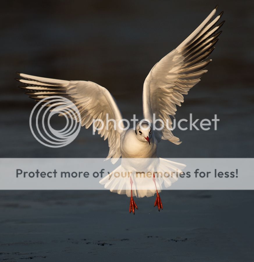 Fotografie